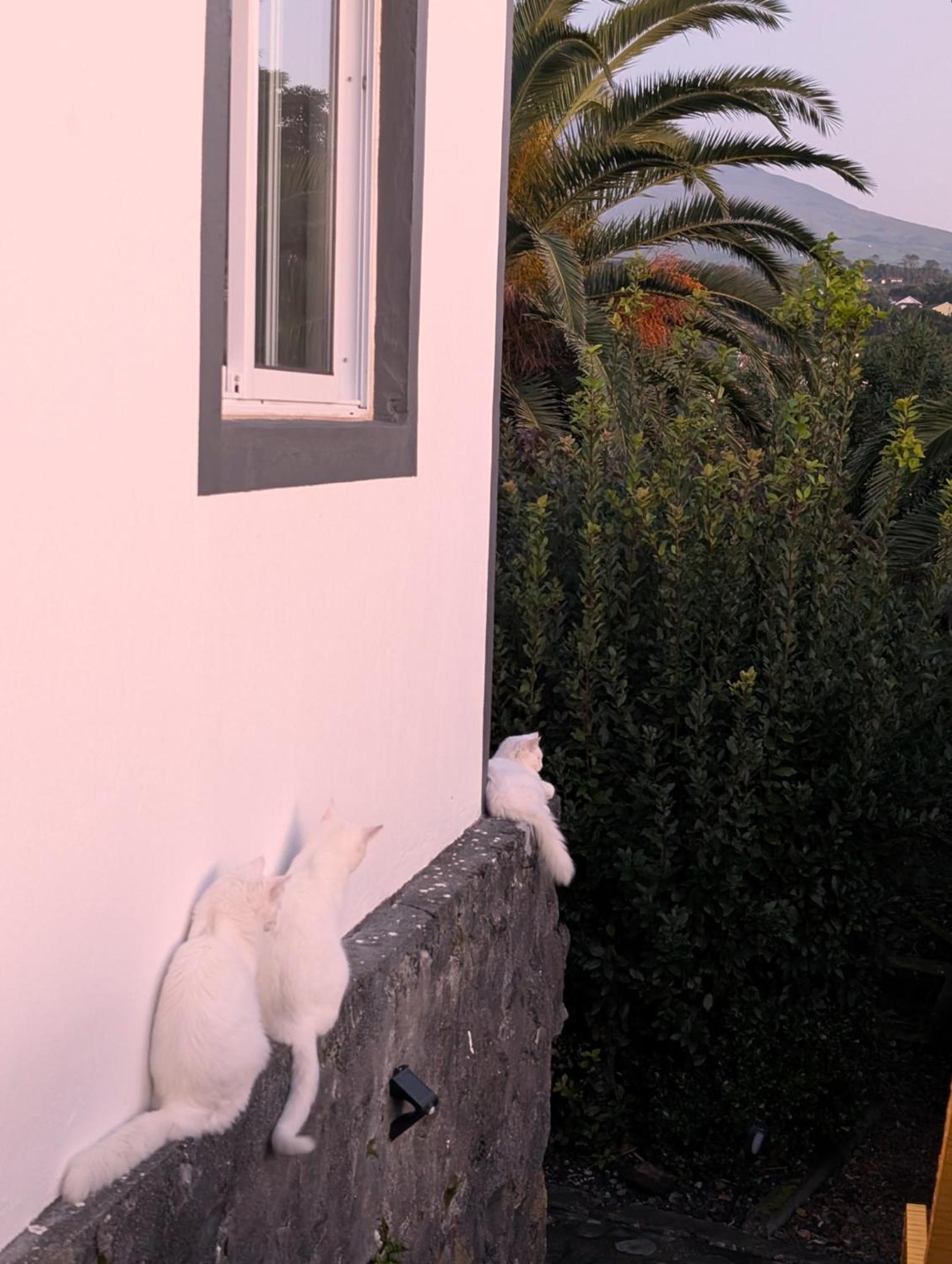 Loving Strangers Hostel Madalena  Eksteriør bilde